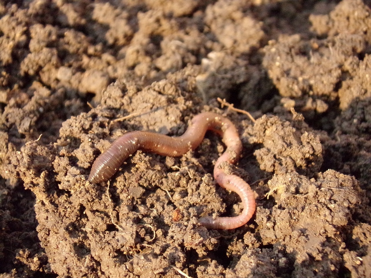 earthworm at the surface