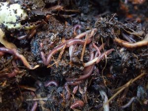 earthworms activity