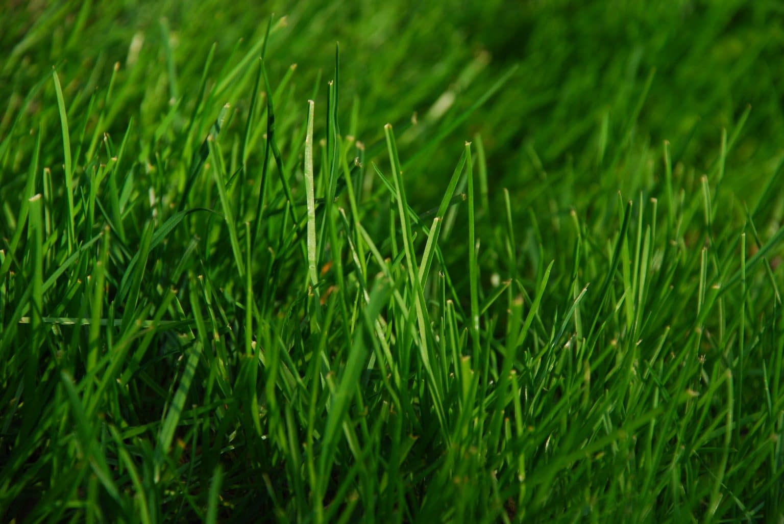 Will Pesticides or Insecticides Kill Grass Seeds? Guide