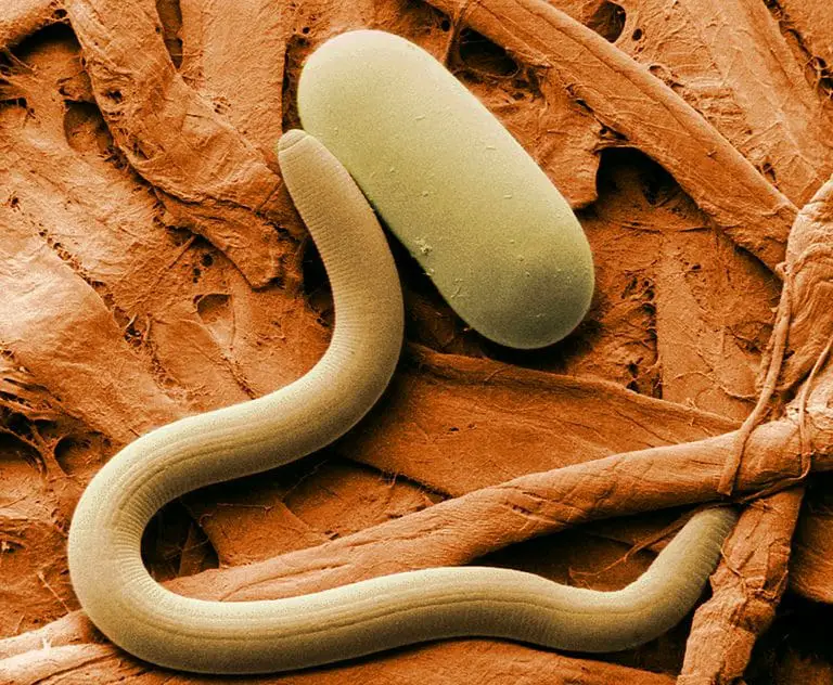 Will Pesticides Kill Beneficial Nematodes? Mixing with ...