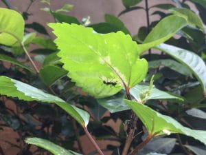 ants on plants