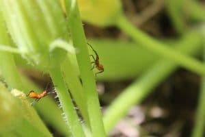 aphids pest