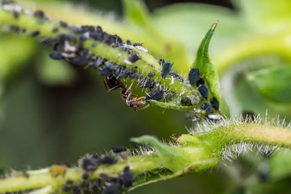 Effective Organic Pesticides for Aphids - Top 3 - Home Lift Up