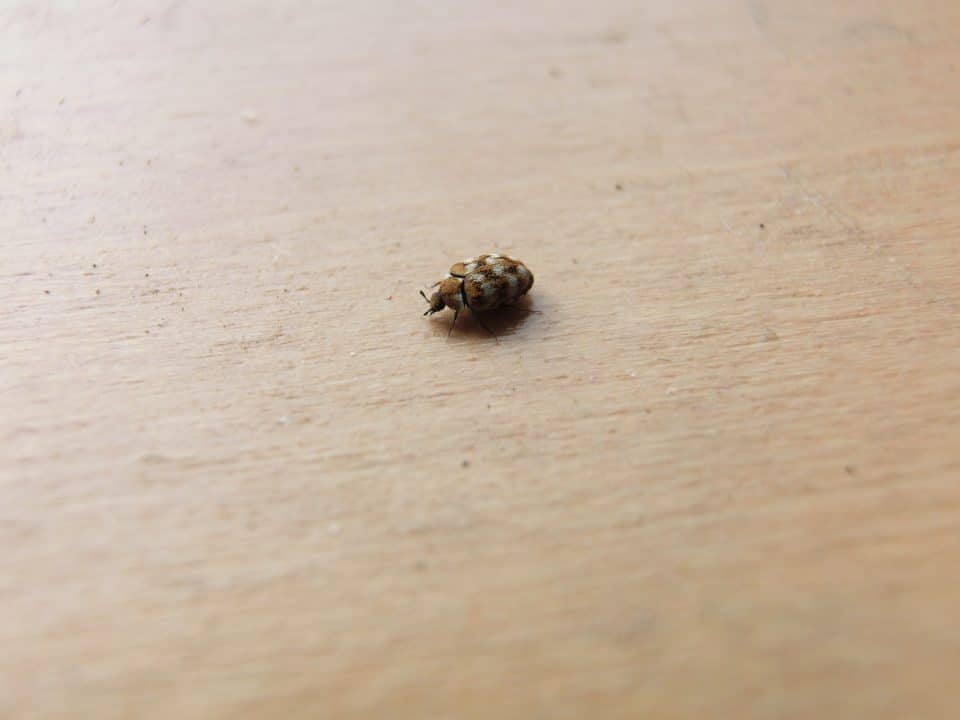 The best insecticides for carpet beetles and how to use them home lift up