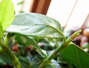 spider mites signs