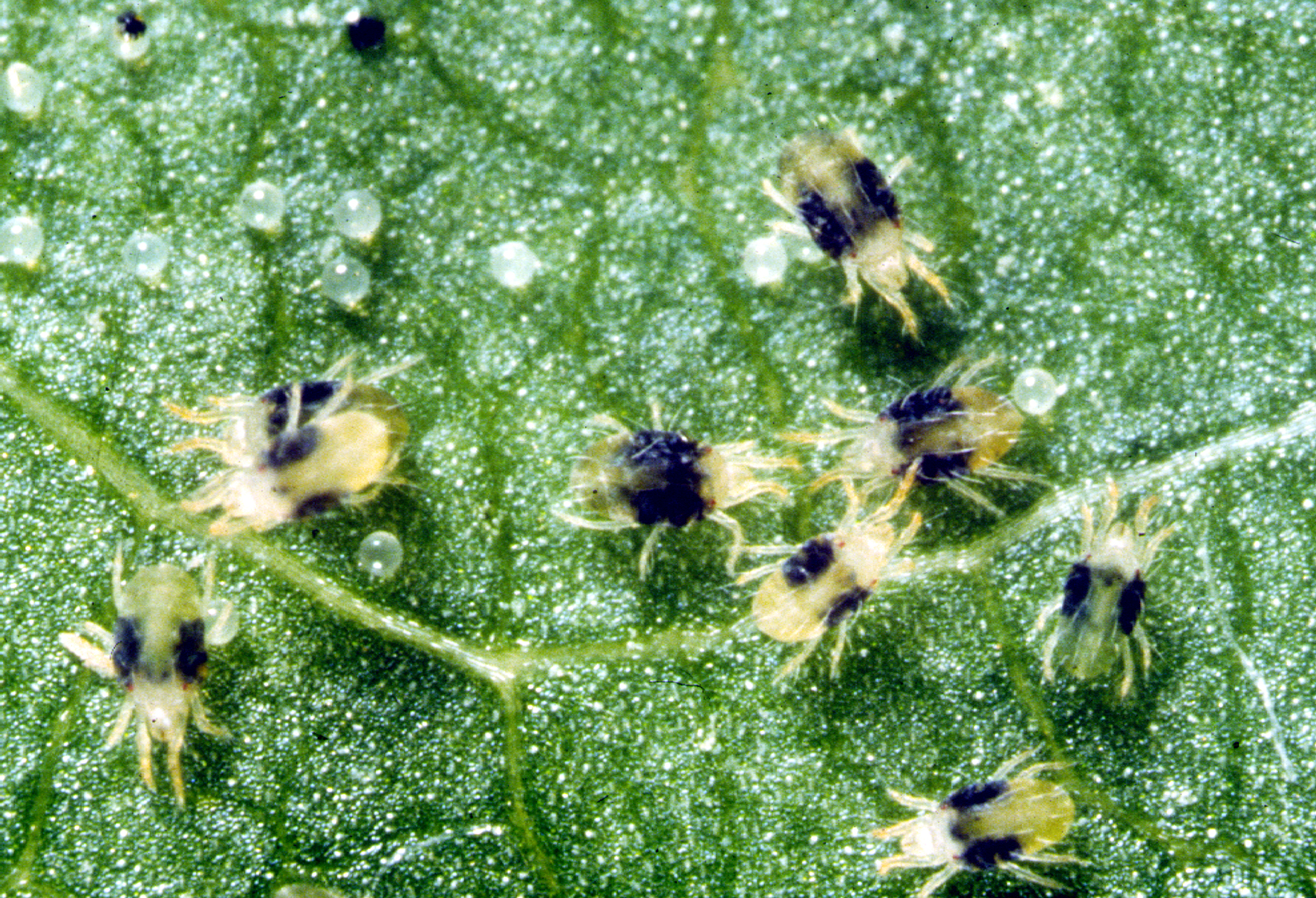 spider mites