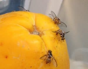 fruit flies