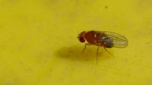 fruit flies pest