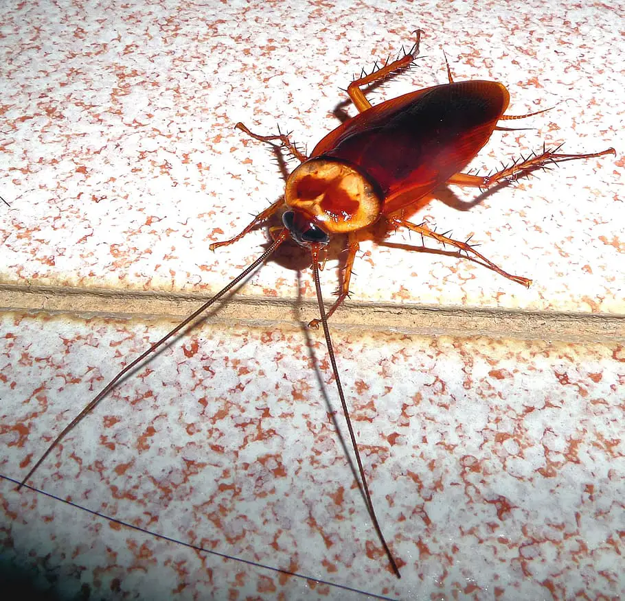 cockroach dishwasher